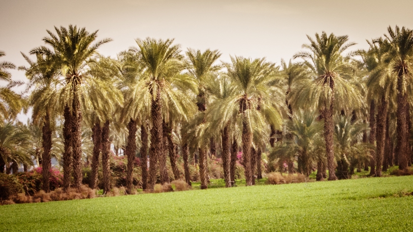 Palm trees near Degania Aleph, South Shore, Sea of Galilee